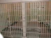 AlcatrazCells.jpg (8826 bytes)