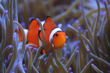 sf aquarium