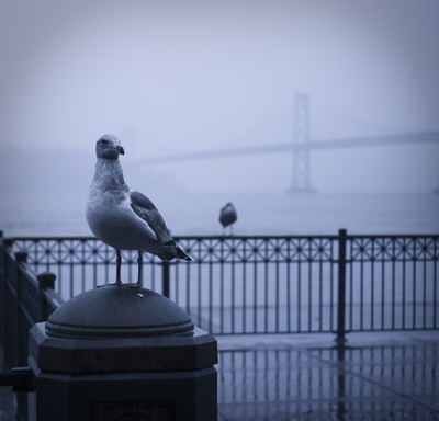 Birdman of Alcatraz
