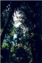 bigsurtrees.jpg (8652 bytes)