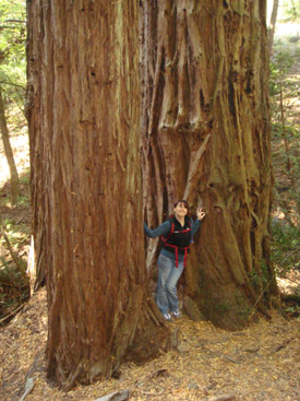 Muir Woods Trees