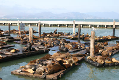 Sea Lions Fishermans Wharf